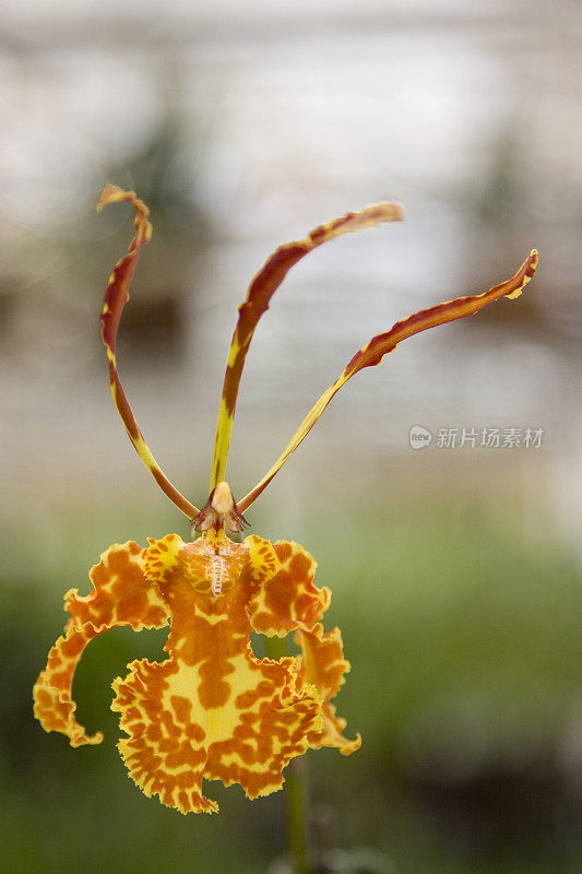 Oncidium papilio 兰花